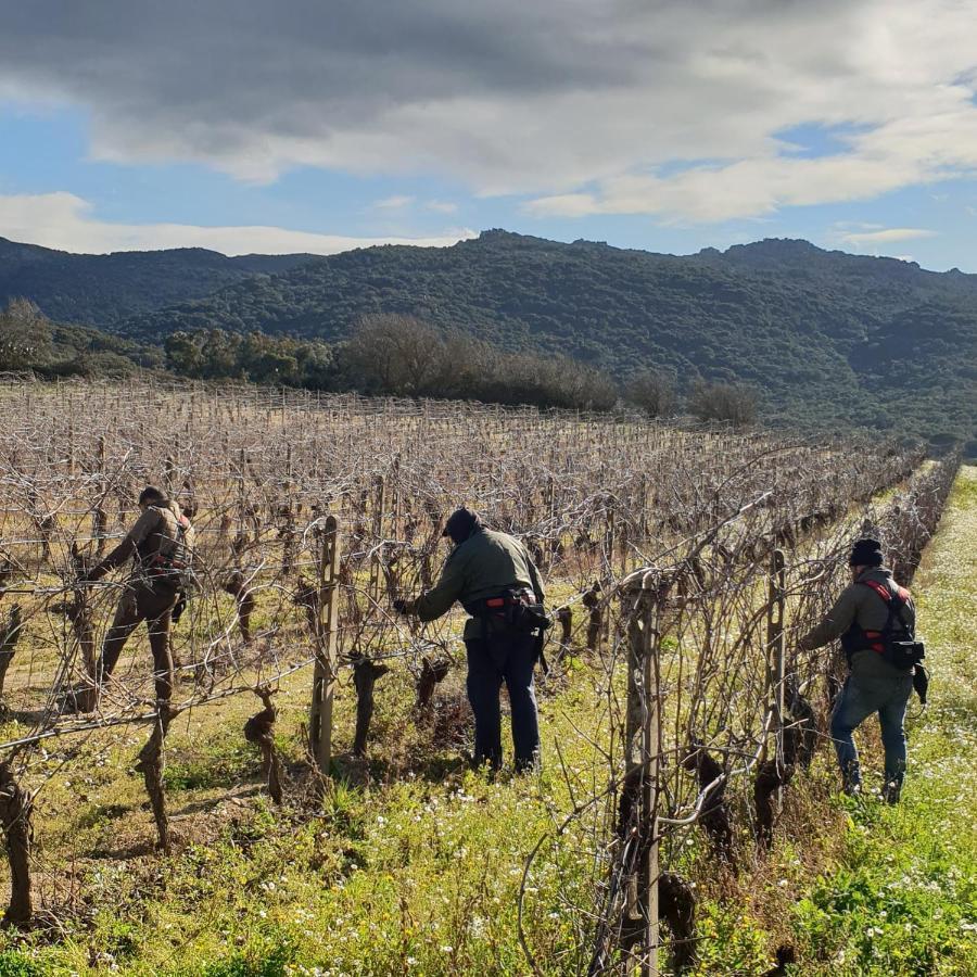 Agriturismo Vermentino Monti Bagian luar foto